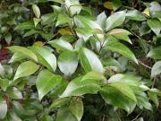 Ligustrum lucidum Ait